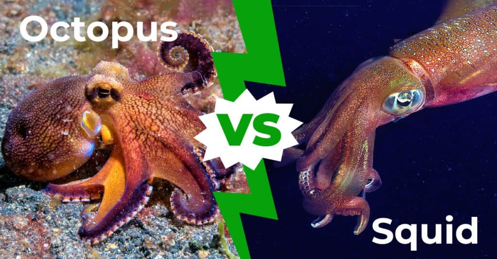 Octopus vs Squid