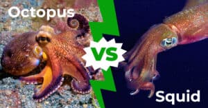 Octopus vs Squid: 8 Key Differences Explained Picture