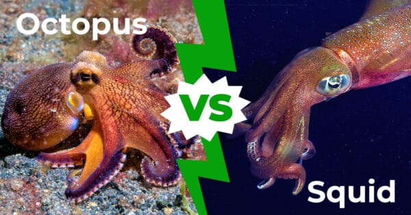 Octopus vs Squid: 8 Key Differences Explained - A-Z Animals