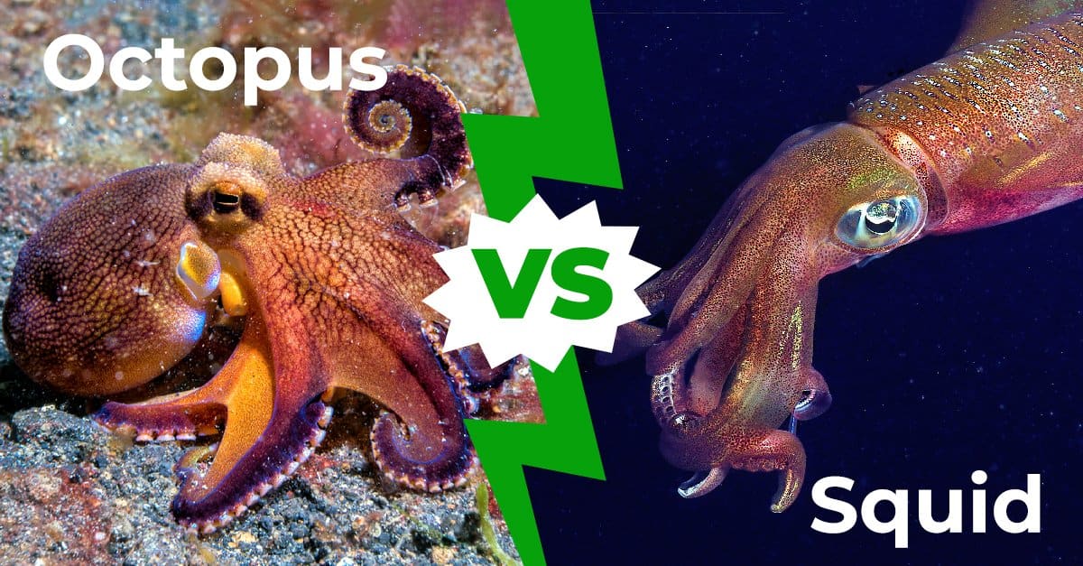 Octopus vs Squid: 8 Key Differences Explained - AZ Animals