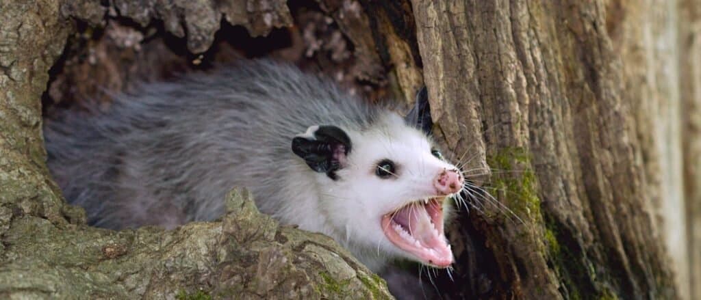 A possum a hollow tree with the majority of of its body exposed. The possum's mouths wide open exposing a row of small, sharp white teeth. The possum's body is covered in grey fur, its face is white, and its snout is pink. 