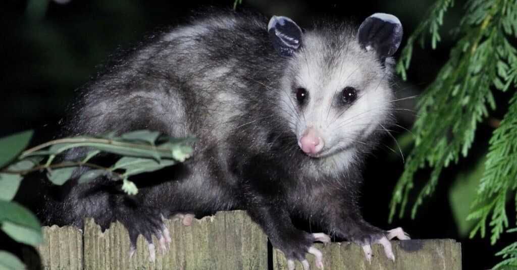 Virginia Opossum on a fence at night. 