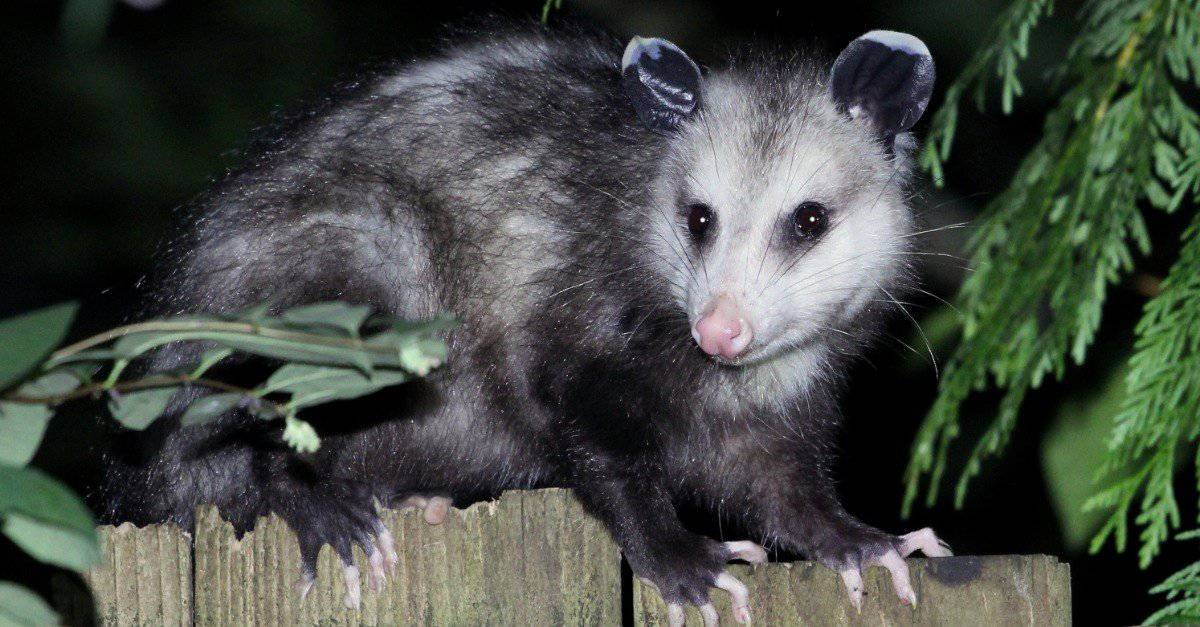 Turkey hunt turns up possum playing snake
