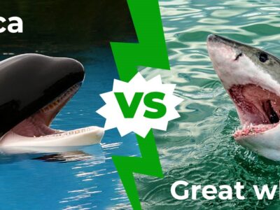 A Orca vs Great White Shark: Which Ocean Powerhouse Is The Superior Predator?