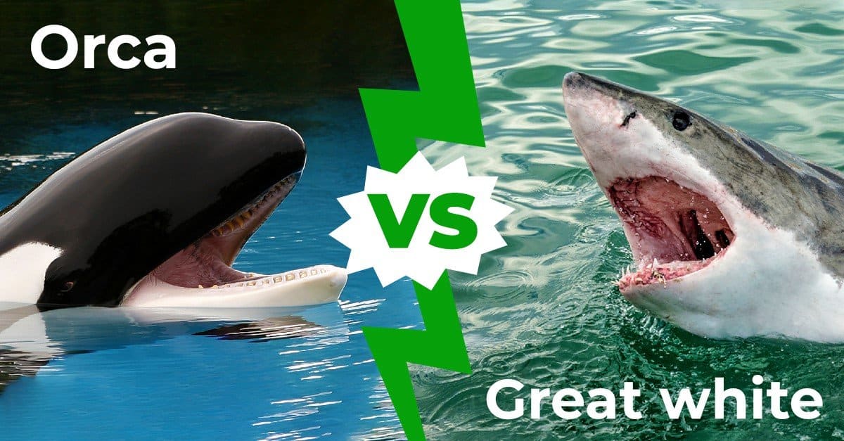 killer whale vs great white shark videos