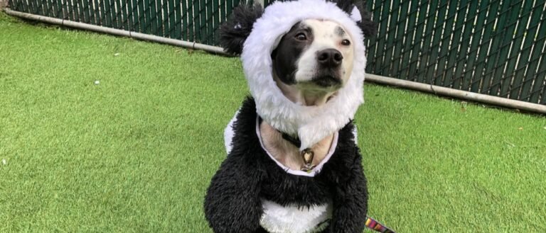 Panda Dog Costumes