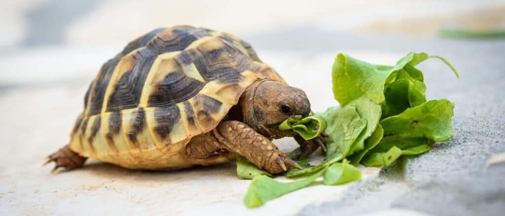 Pet Turtle Eating Lettuce-Header