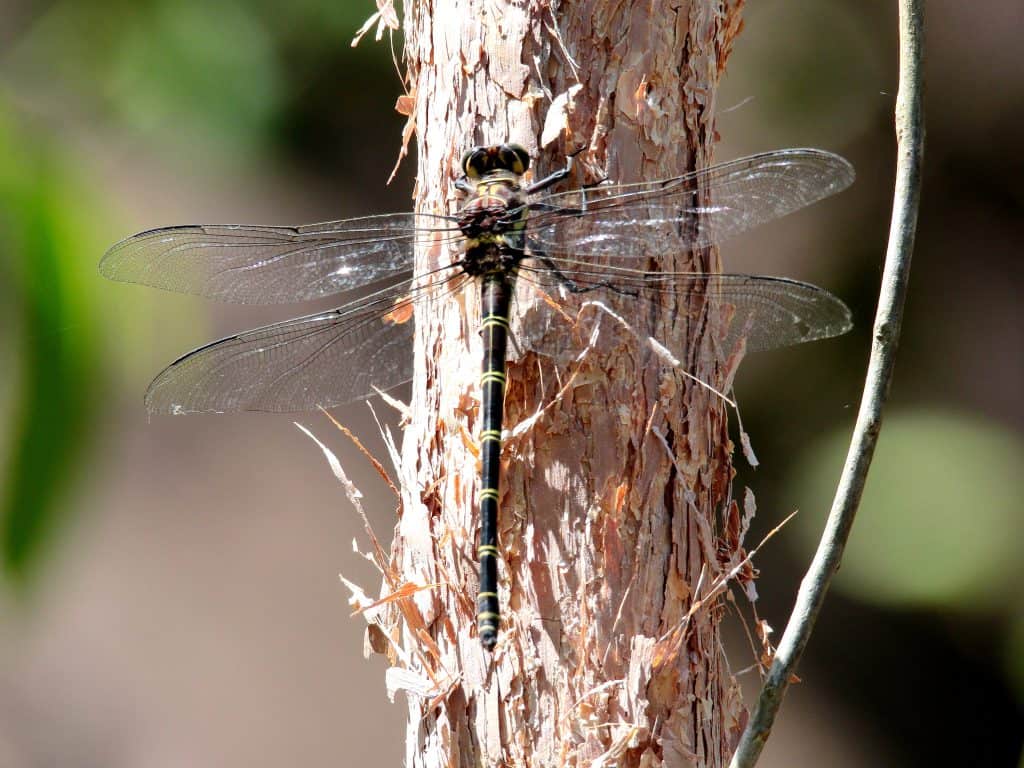 largest dragonflies