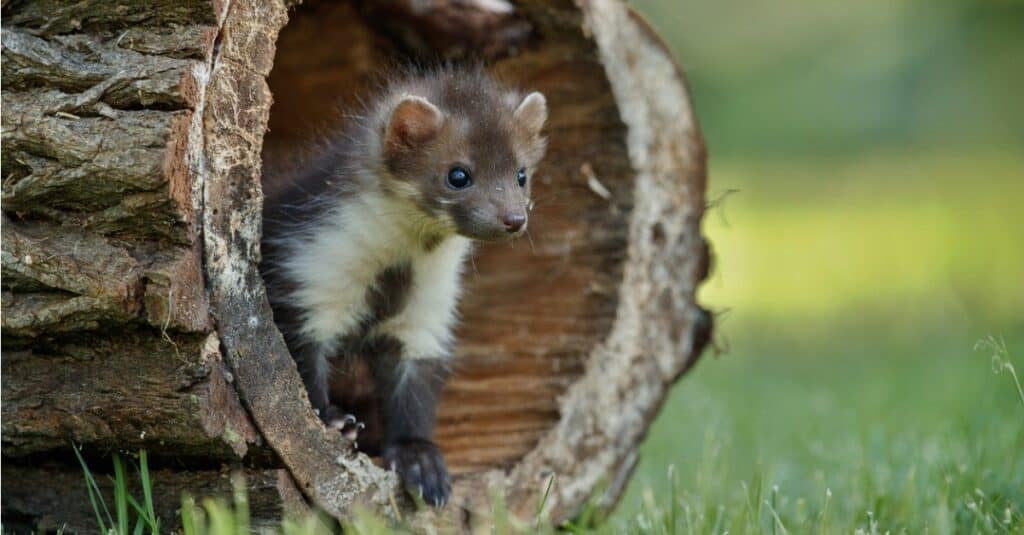 Young pine marten looking out of tree trunk.