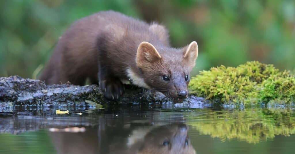 Pine Marten drinking from a lake in the forest.