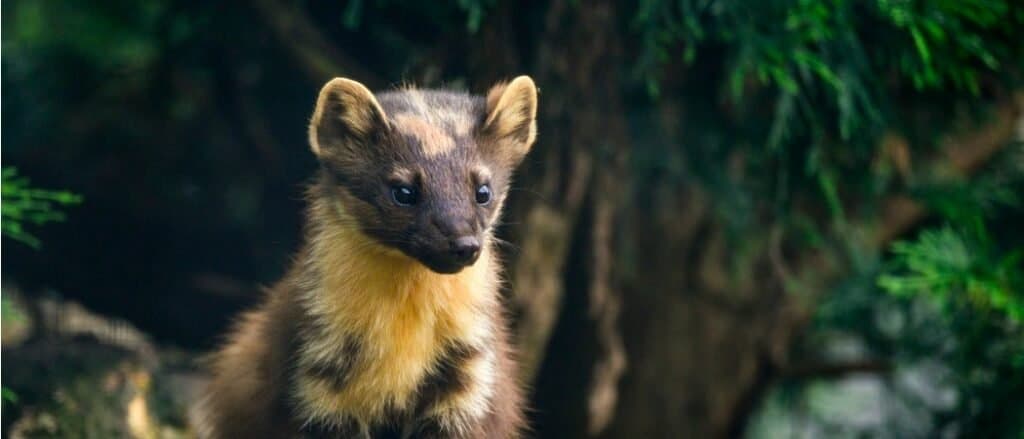 Pine martin close-up