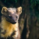 Pine marten