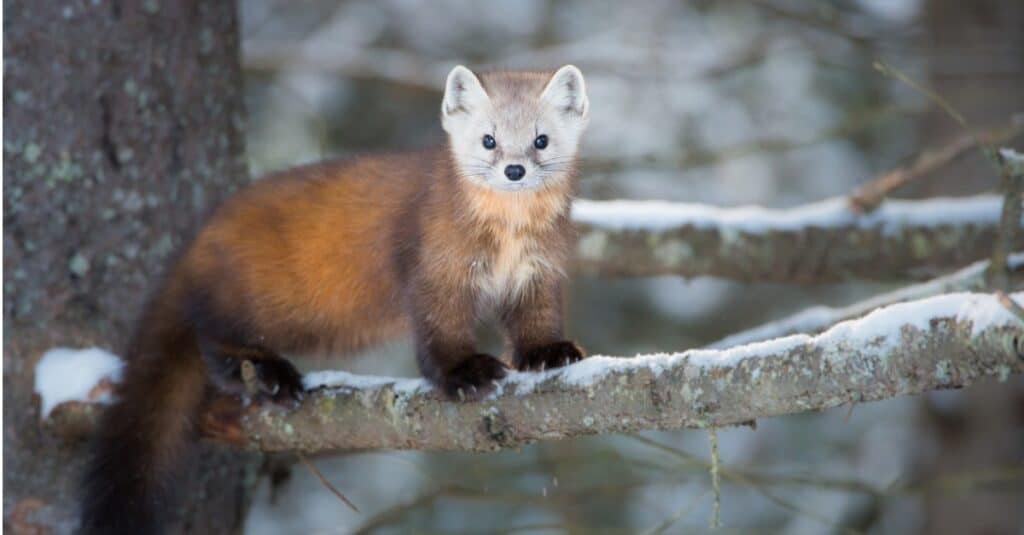 Pine marten standing in a tree, Canada.