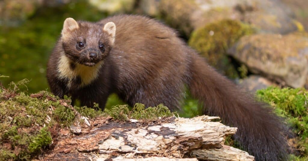 Young Pine marten hunting in the woods.
