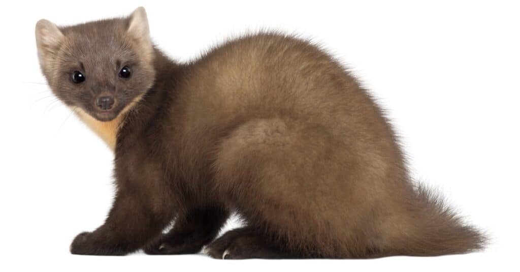 European Pine Marten or pine marten, Martes martes, 4 years old, sitting against white background