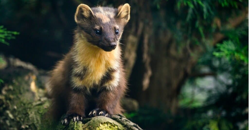 Beautiful pine marten on a branch in a tree.