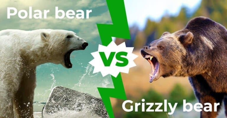 Polar Bear vs Grizzly Bear 1200x627