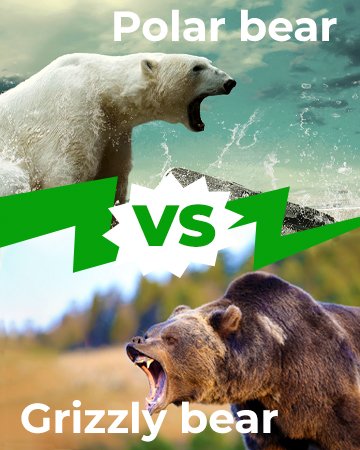 Polar Bear vs Grizzly Bear Mobile