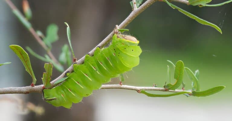 Largest caterpillars - Polyphemus
