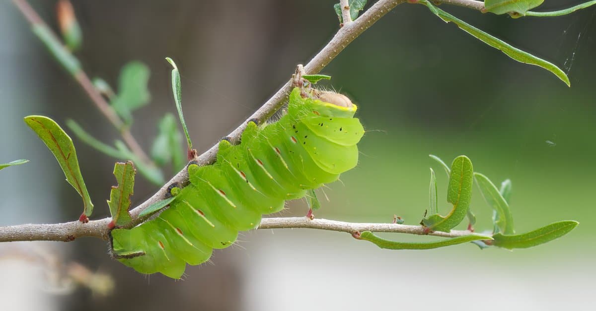 Caterpillar Pictures - AZ Animals