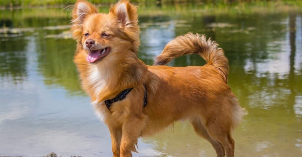 Pomchi near pond of water enjoying the sun.