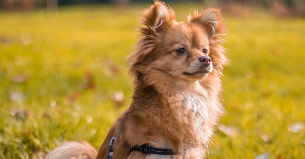 Close up of Pomchi in the park sitting on grass.