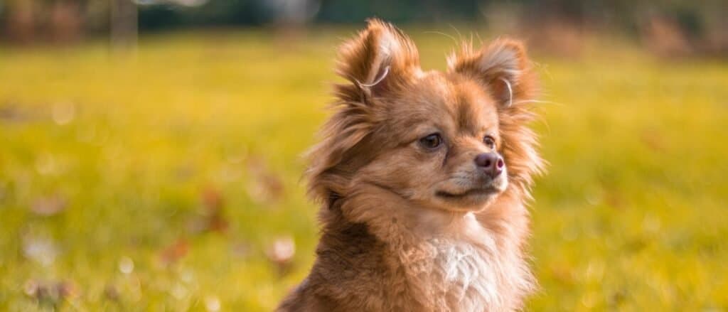 Pomchi close-up