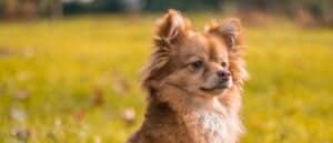 Pomchi close-up