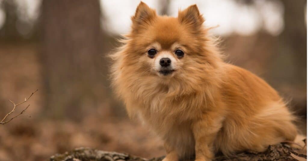 Pomchi sitting in the garden.