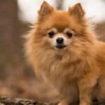 Chihuahua mix