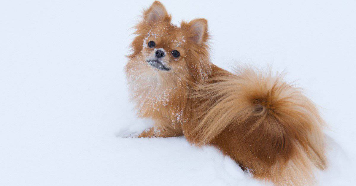 Pomchi isolated on white background