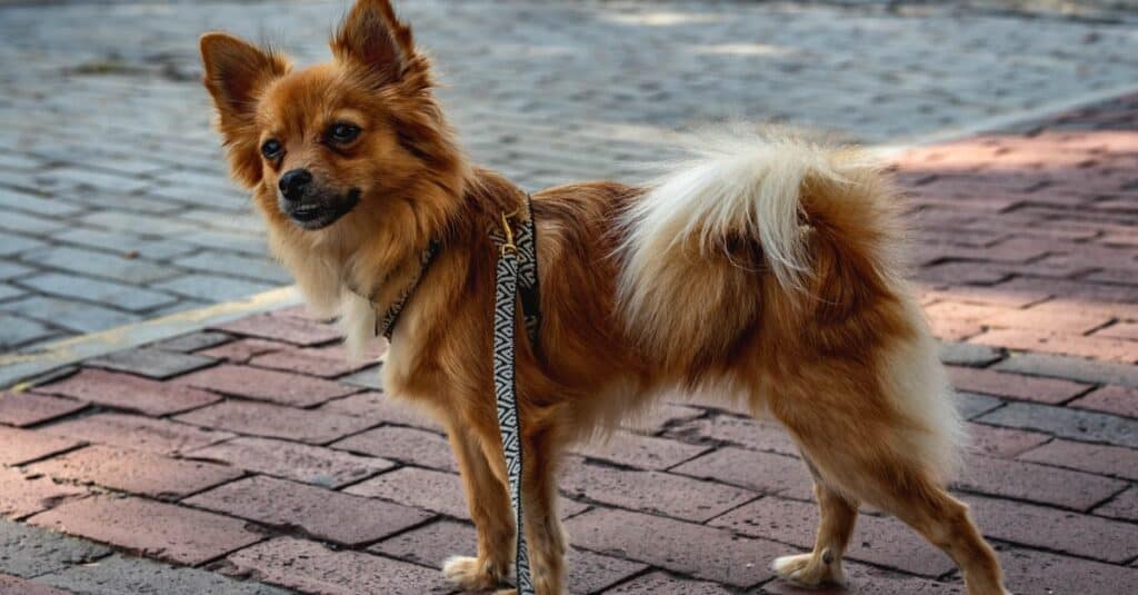 Pomeranian Chihuahua Mix, Pomchi, standing on brick sidewalk.
