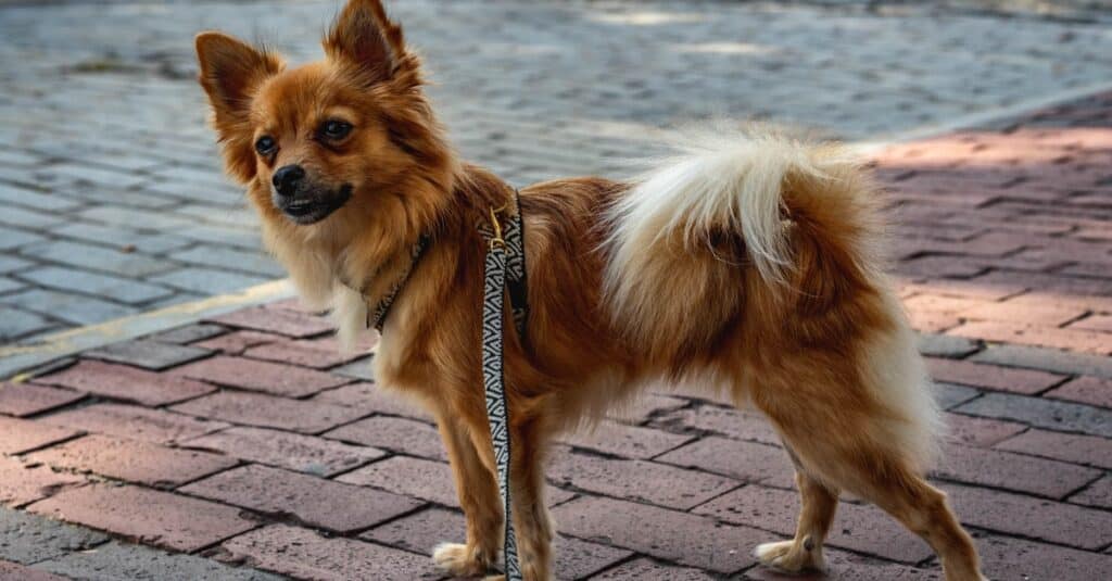 Pomchi Mixed Dog Breed Pictures, Characteristics, & Facts