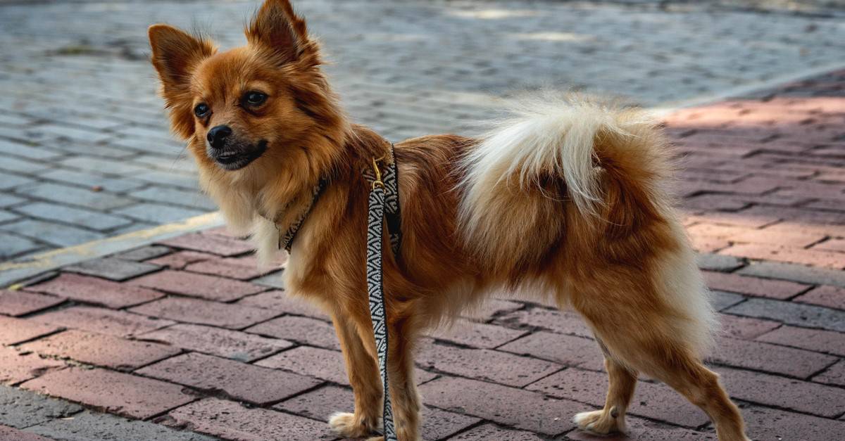 Pomchi Dog Breed Complete Guide - A-Z Animals