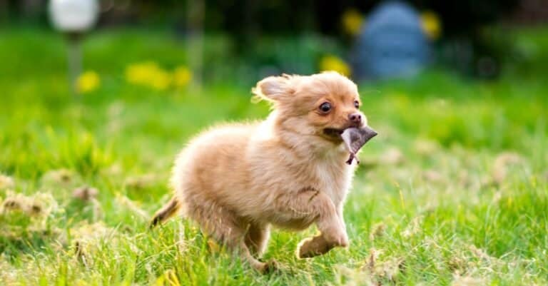 Pomchi puppy running through garden (Pomeranian chihuahua mix)