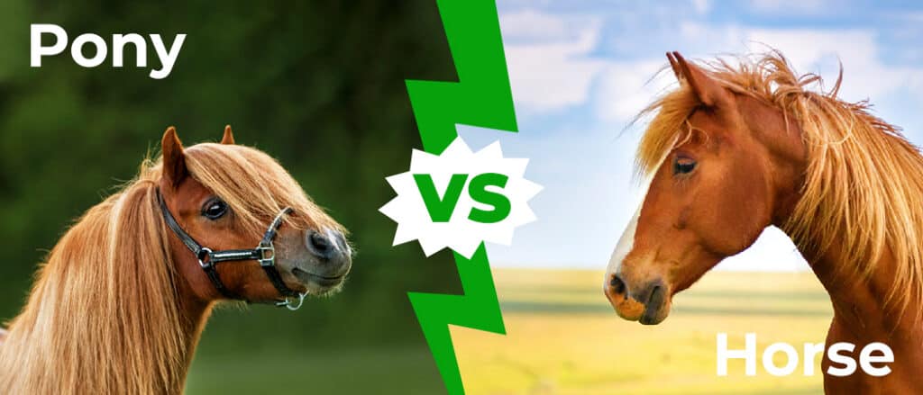 Pony vs Horse