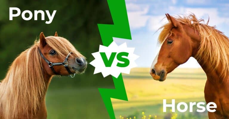 Pony vs Horse