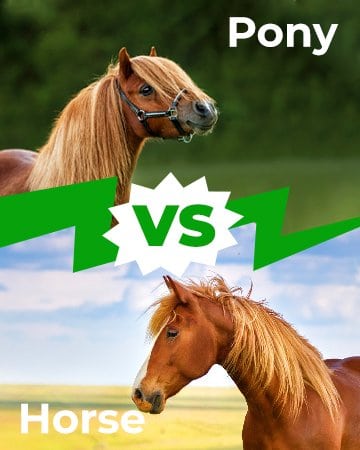Pony vs Horse