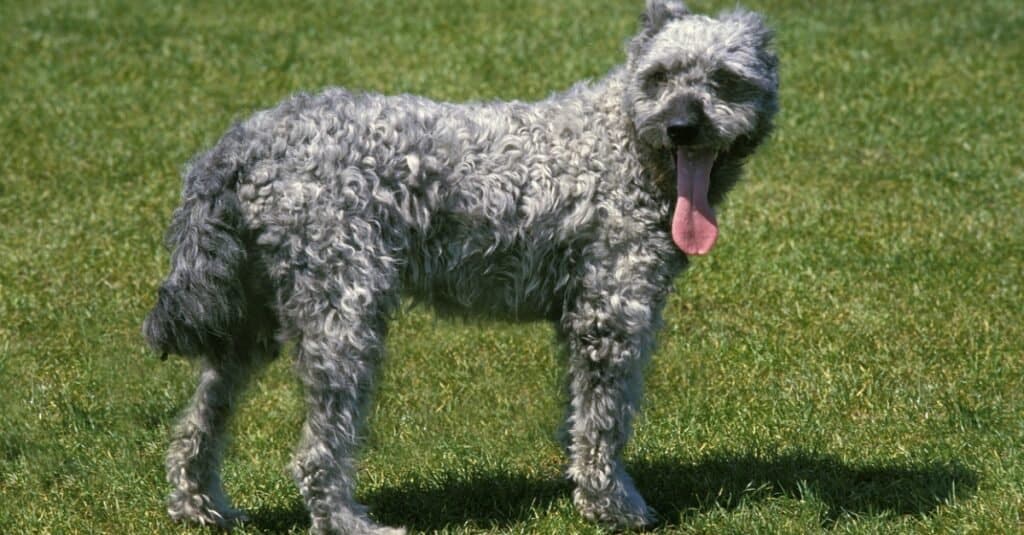 Rarest Dogs: Pumi