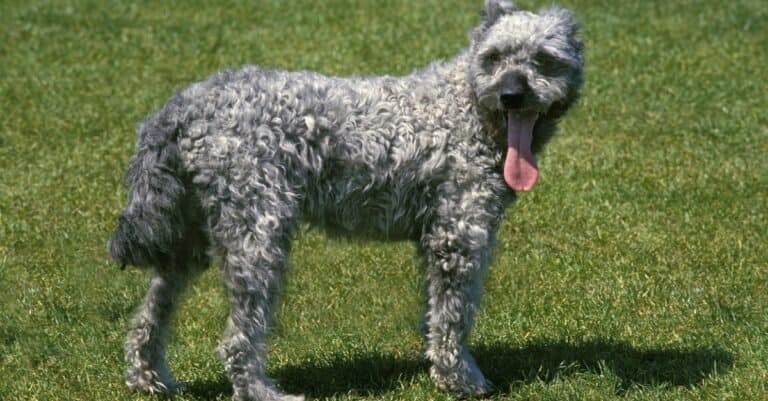 Rarest Dogs: Pumi