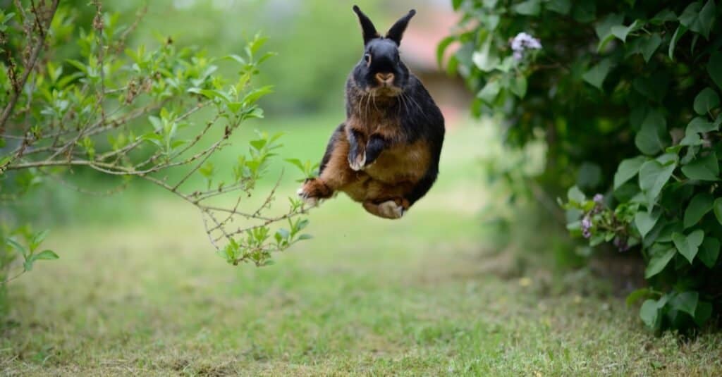 Rabbits Binky German rabbit jumping