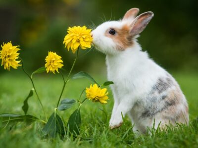 A Rabbit Quiz – Put Your Knowledge to the Test!