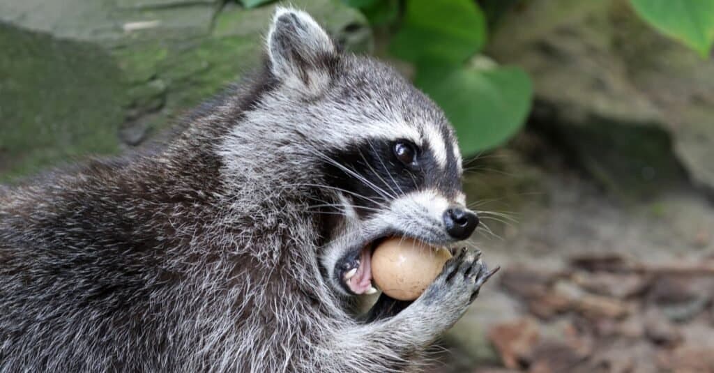 A hungry raccoon munching on a bakery bun