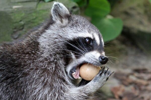 A raccoon eating a bird's egg taken from a nest.