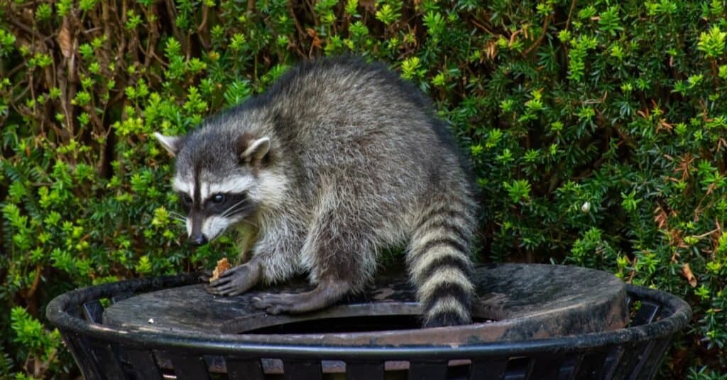 A hungry raccoon munching on a bakery bun