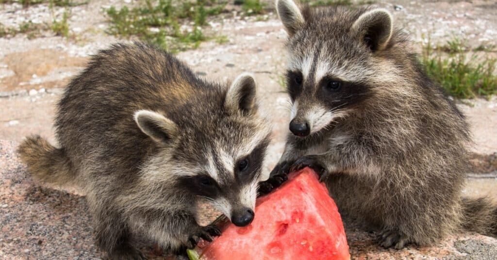 Raccoons eat a range of foods