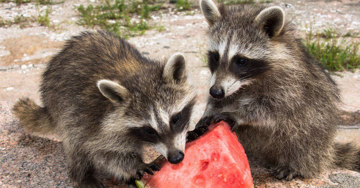 What Do Raccoons Eat? - AZ Animals