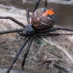Redback spider