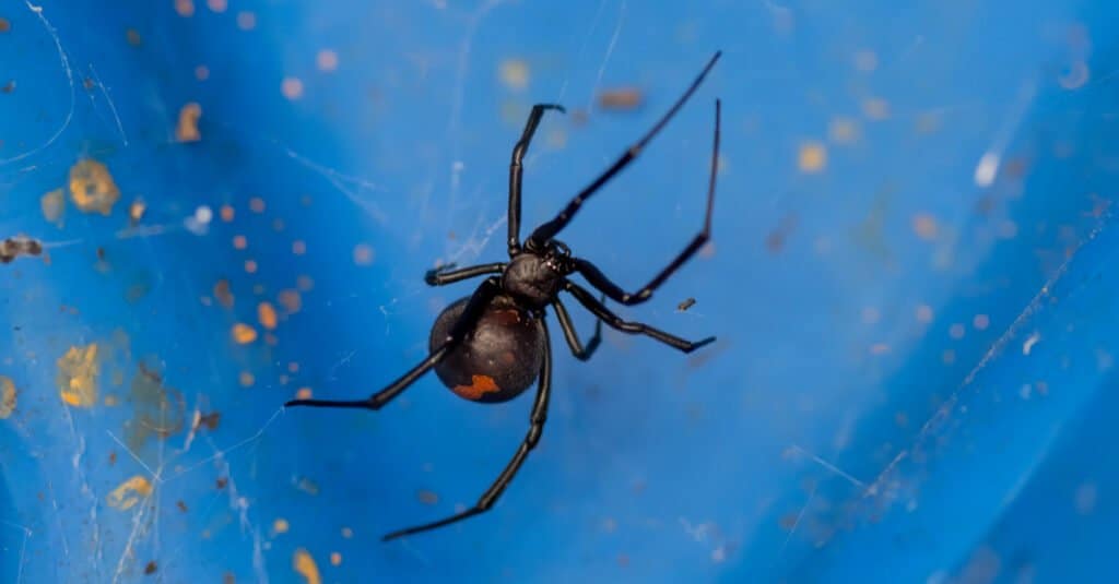 Redback Spider on Blue Background