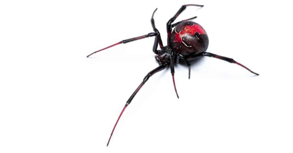 Redback spider-isolated